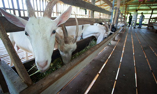 Maneerat Goat Farm, Phuket
