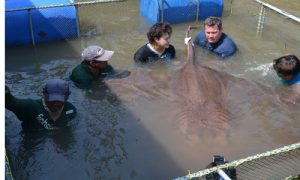 Ocean Mysteries Thailand episode_01_500x300
