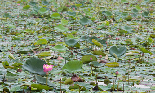 Khlong Mahasawat_17 500x300