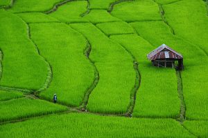 The walk of life (Photo credit: Supatra Maetasiri)