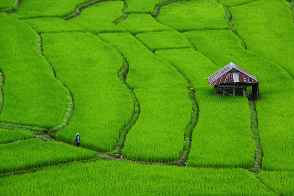 The walk of life (Photo credit: Supatra Maetasiri)