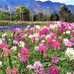 PB Flower Park returns on 1 November at PB Valley Khao Yai Winery