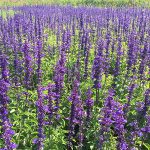 PB Flower Park returns on 1 November at PB Valley Khao Yai Winery