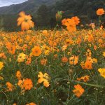 PB Flower Park returns on 1 November at PB Valley Khao Yai Winery