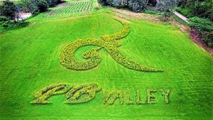 PB Flower Park returns on 1 November at PB Valley Khao Yai Winery
