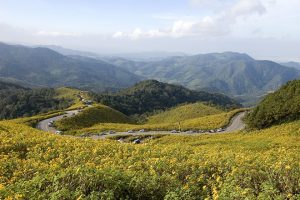Bua Tong Fields at Doi Mae U-kho Mae Hong Son