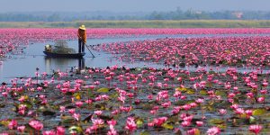 Red Lotus Sea Nong Han Kum Pavapi