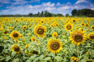 Sunflower field at Nong Khaem in Lop Buri