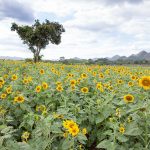 Sunflower fields of Rai Manesorn