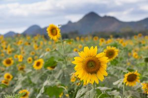 Sunflower fields of Rai Manesorn