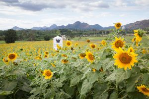 Sunflower fields of Rai Manesorn