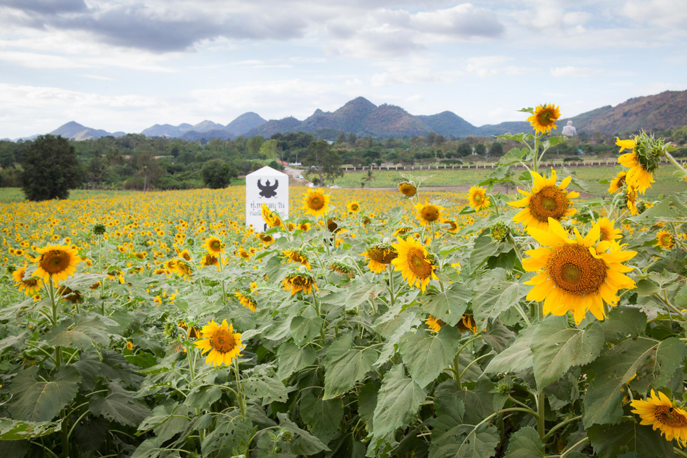 Sunflower fields of Rai Manesorn