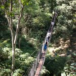 Tree Top Walk at Doi Tung