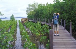 A Nature Trail Boardwalk in Kung Krabaen Bay Royal Development Study Centre, Chanthaburi