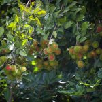 Rambutan - TAT Newsroom