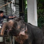 Thai wildlife conservation and animal care efforts are working