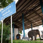 Thai wildlife conservation and animal care efforts are working