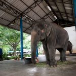Thai wildlife conservation and animal care efforts are working