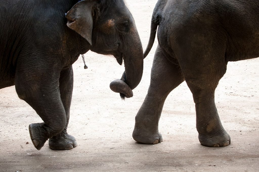 Thai wildlife conservation and animal care efforts are working