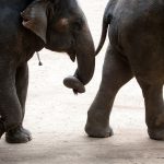 Thai wildlife conservation and animal care efforts are working