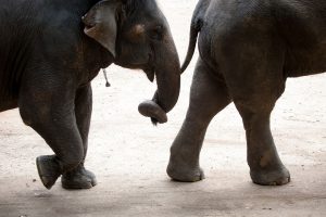 Thai wildlife conservation and animal care efforts are working
