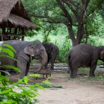 Thai wildlife conservation and animal care efforts are working