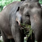 Thai wildlife conservation and animal care efforts are working