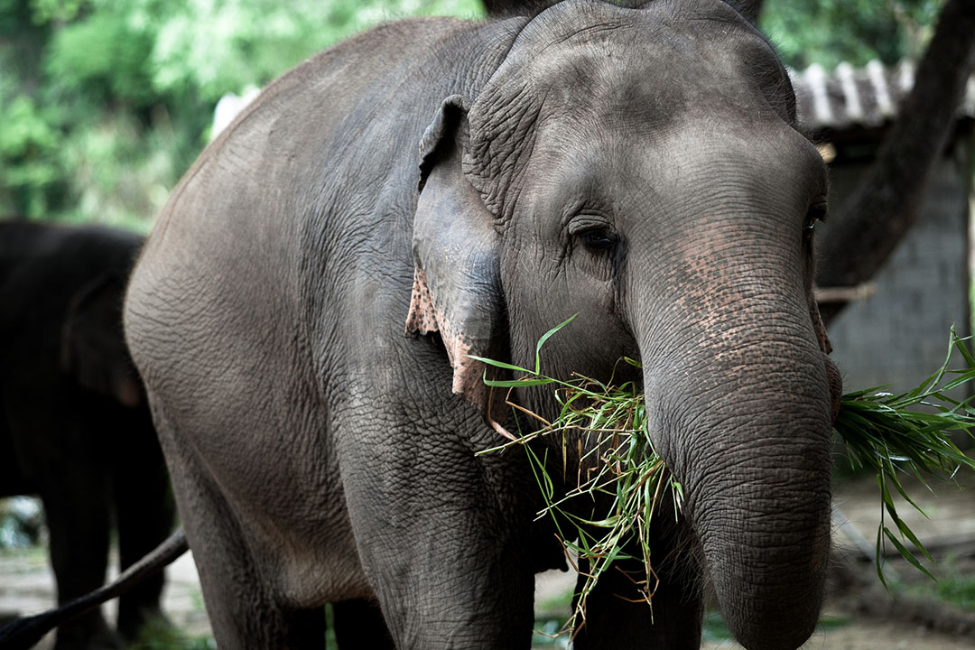 Thai wildlife conservation and animal care efforts are working
