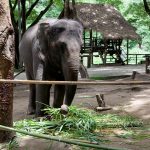 Thai wildlife conservation and animal care efforts are working