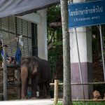 Thai wildlife conservation and animal care efforts are working