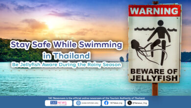 Stay Safe While Swimming in Thailand – Be Jellyfish Aware During the Rainy Season