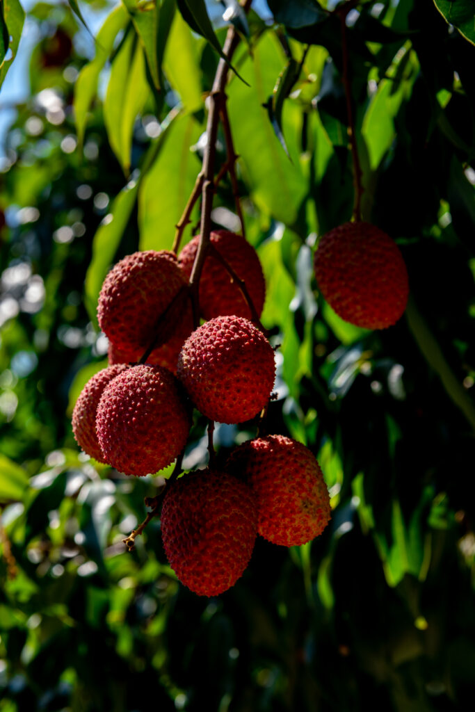 Watch out! The fruits of Thailand have an attitude
