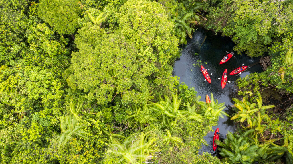 Aerial view of red kayaks in lush mangrove forest at Khlong Root, Krabi, showcasing green tourism and conservation.