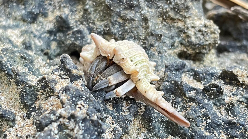 Close-up of a hermit crab in its natural habitat on rocky shorelines of Lanta Island, part of the Return Home to Hermit Crabs project.