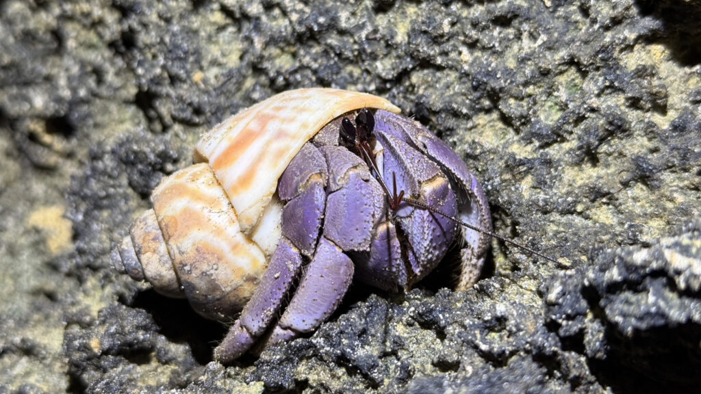 A hermit crab with a purple shell resting on coastal rocks, illustrating marine biodiversity conservation in Lanta Archipelago National Park.