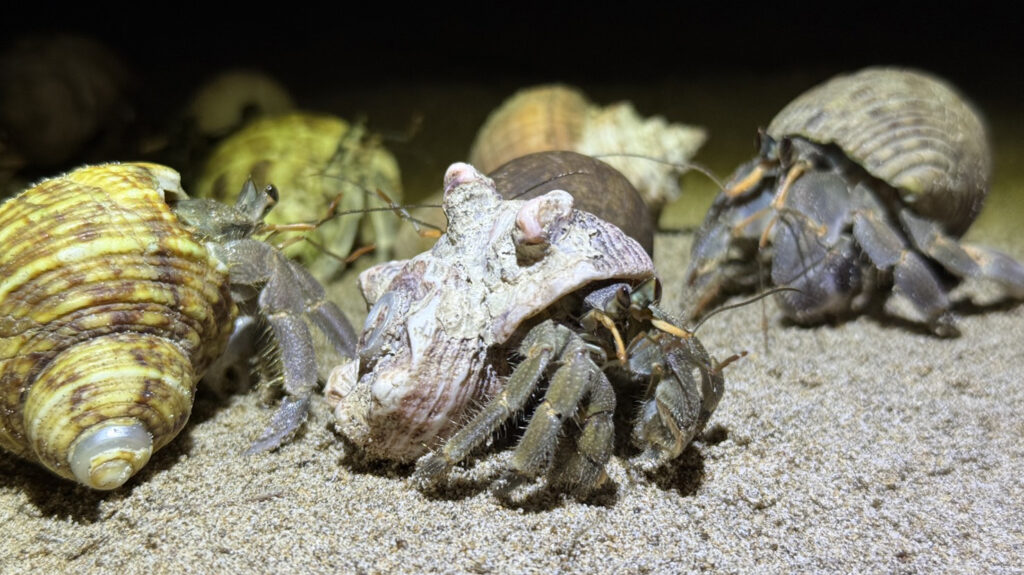 Group of hermit crabs in various seashells on sandy beach, symbolising the community-driven Return Home to Hermit Crabs conservation effort.