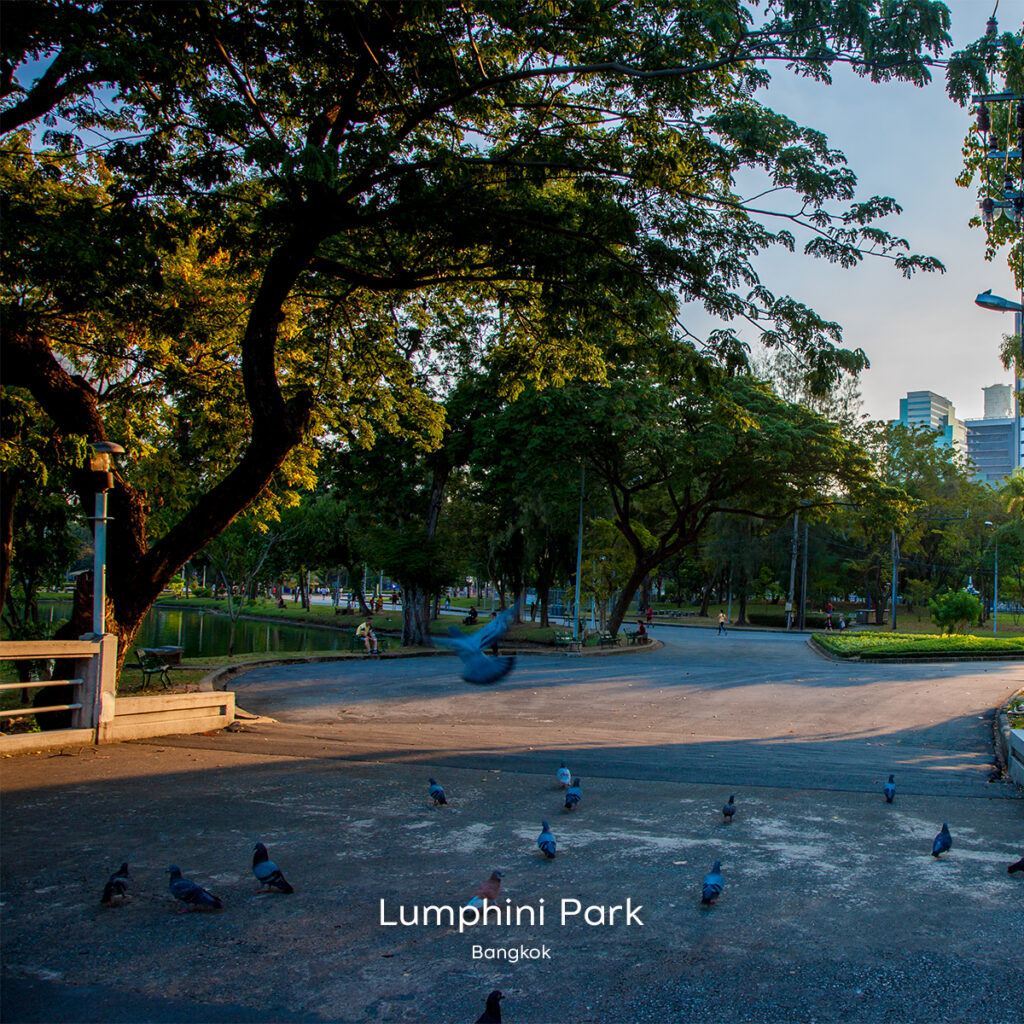 Shaded walking path in Lumphini Park with pigeons on the ground and tall trees framing views of the Bangkok skyline.