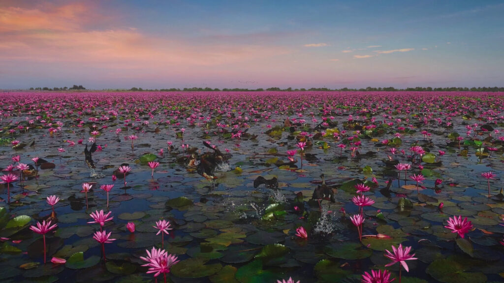 Red lotus sea in Udon Thani with pink water lilies stretching to the horizon at dawn