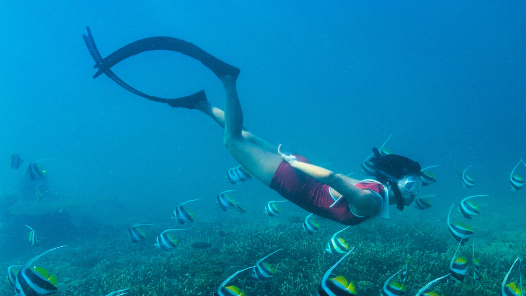 Free diver swims among tropical fish in Thailand showcasing immersive marine experiences and ocean connection