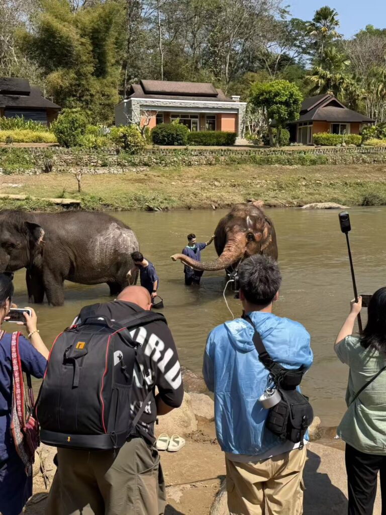 Chinese media crew capturing ethical elephant experience in Chiang Mai to promote northern Thai tourism.