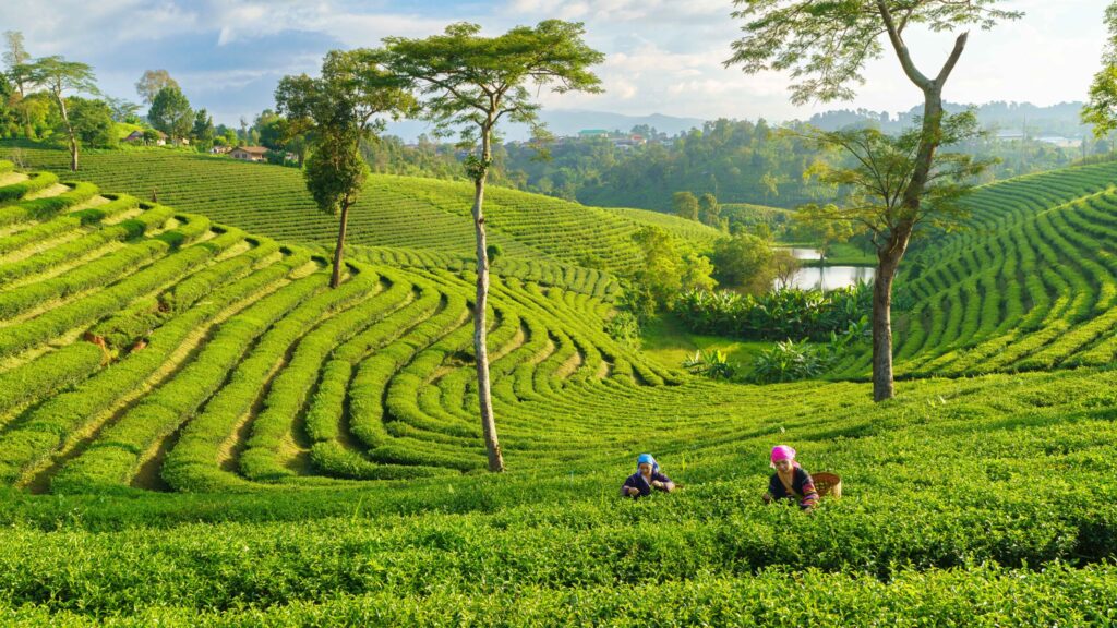 From Misty Peaks to Coastal Reaches: “feel all the feelings” and Discover the Unforgettable Emotions of Thailand
