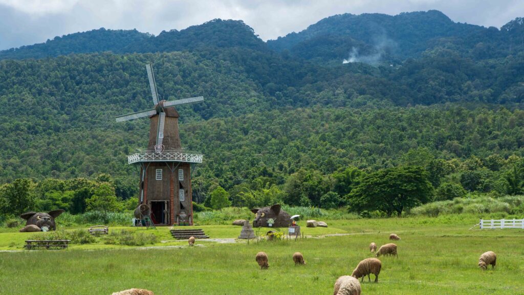 Sheep graze beside a windmill amid lush green hills at Huai Tueng Thao, Chiang Mai, showcasing peaceful agro-tourism.