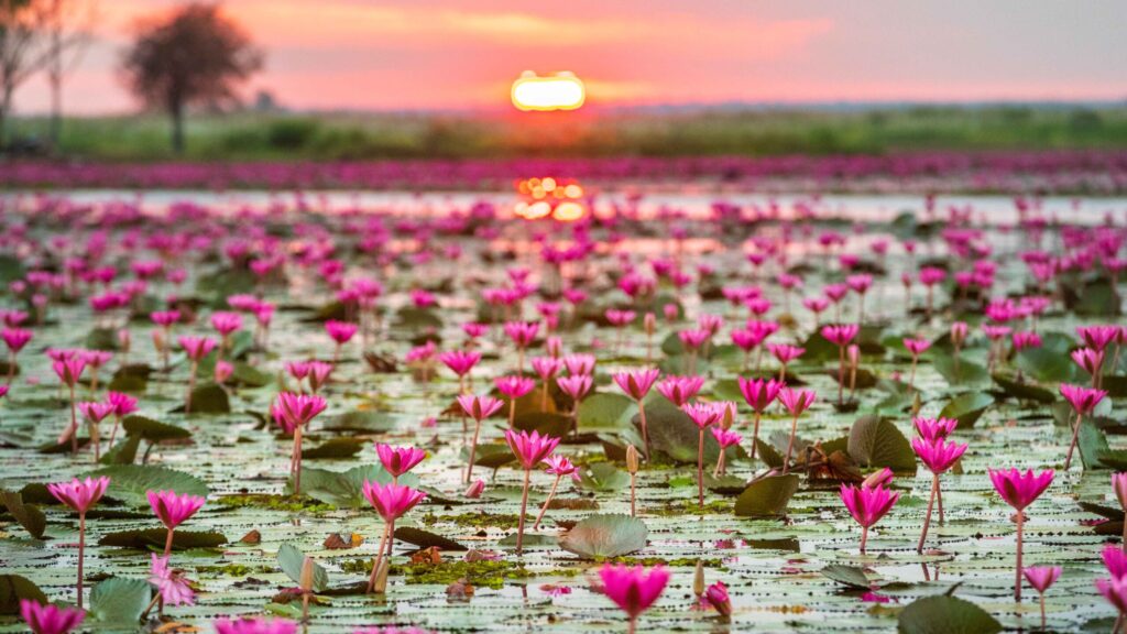 From Misty Peaks to Coastal Reaches: “feel all the feelings” and Discover the Unforgettable Emotions of Thailand