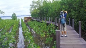 A Nature Trail Boardwalk in Kung Krabaen Bay Royal Development Study Centre, Chanthaburi
