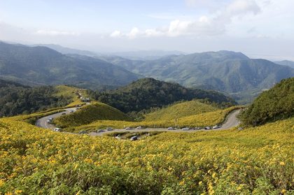 Bua Tong Fields at Doi Mae U-kho Mae Hong Son