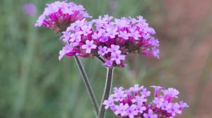 Chiang Mai in bloom: 4 beautiful gardens to freshen your life