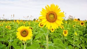 Chill out during the current cool season in Thailand