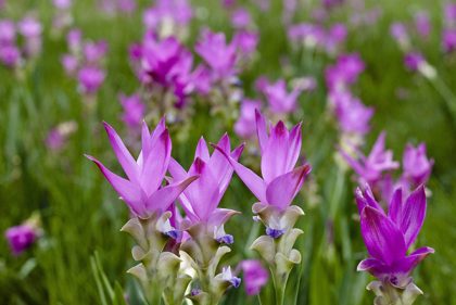 Dok Krachiao Blooming Festival 2018