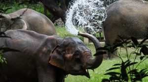 Kanta-Elephant-Sanctuary-low-res-1