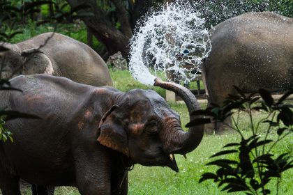 Kanta-Elephant-Sanctuary-low-res-1